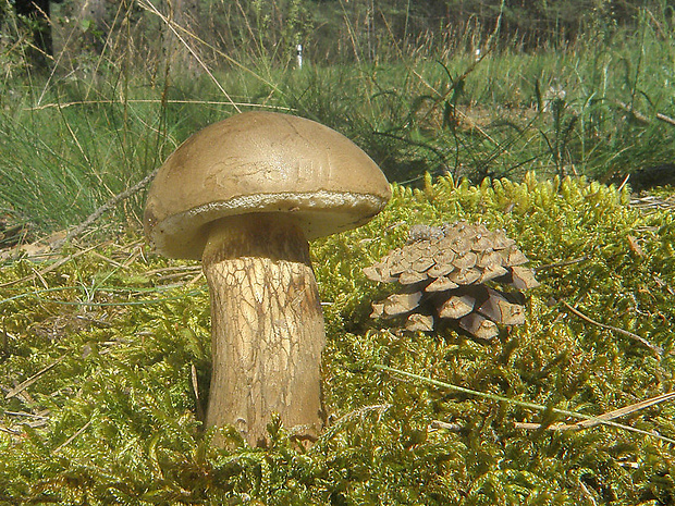 podhríb žlčový Tylopilus felleus (Bull.) P. Karst.