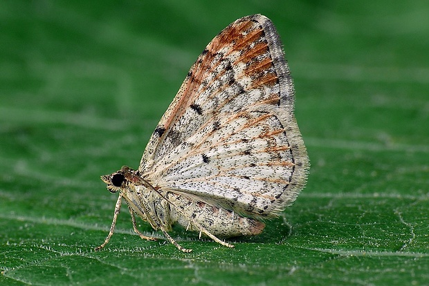 piadivka hnedočervená (sk) / píďalka jitrocelová (cz) Xanthorhoe spadicearia (Denis & Schiffermüller, 1775)