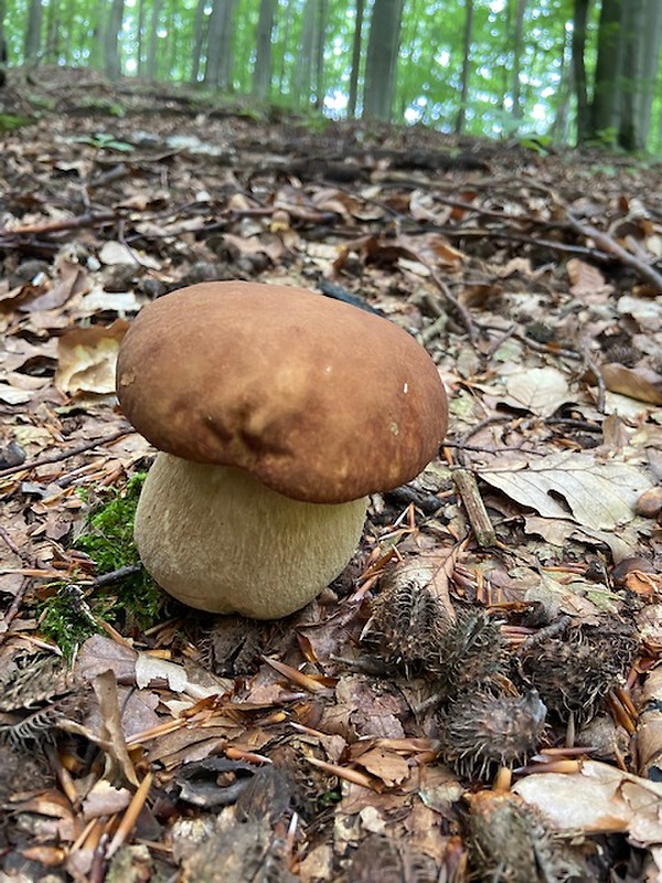 hríb dubový Boletus reticulatus Schaeff.