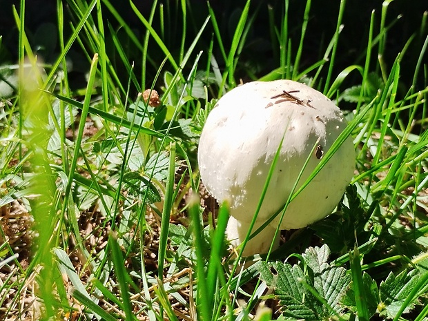 pečiarka nádherná Agaricus urinascens (Jul. Schäff. & F.H. Møller) Singer