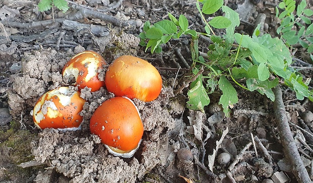 muchotrávka cisárska Amanita caesarea (Scop.) Pers.