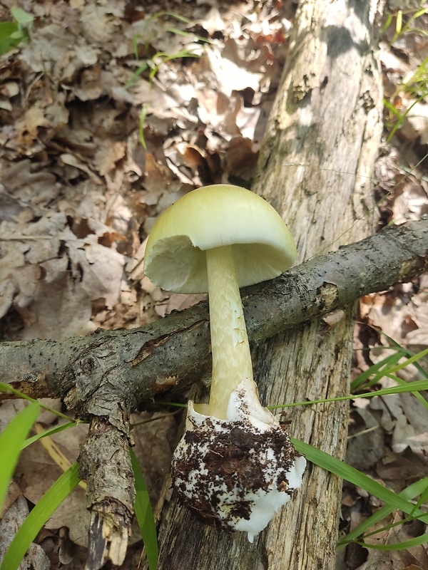 muchotrávka zelená Amanita phalloides (Vaill. ex Fr.) Link