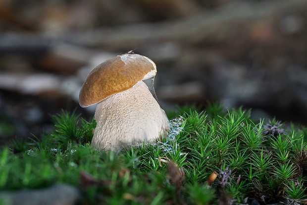 hríb dubový Boletus reticulatus Schaeff.