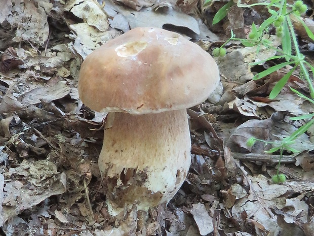 hríb dubový Boletus reticulatus Schaeff.