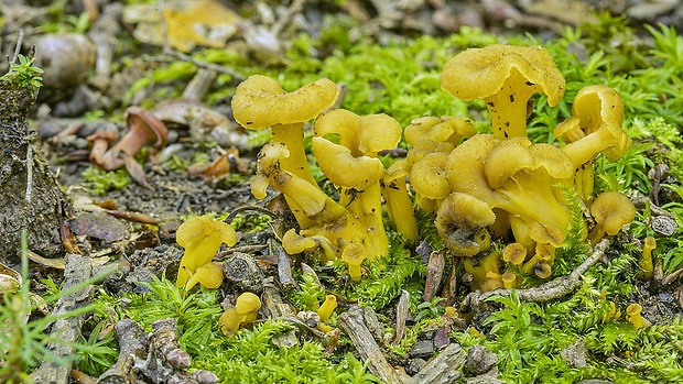 kuriatko žltohnedé Cantharellus lutescens Fr.