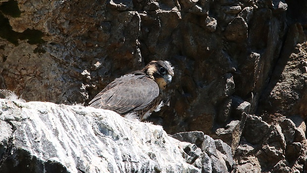 sokol sťahovavý - mláďa Falco peregrinus