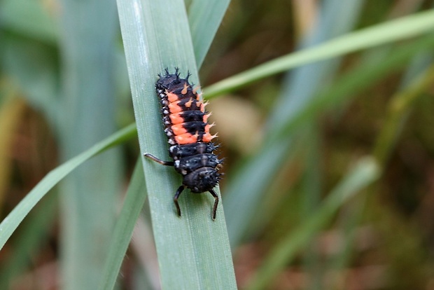 lienka - larva Harmonia axyridis