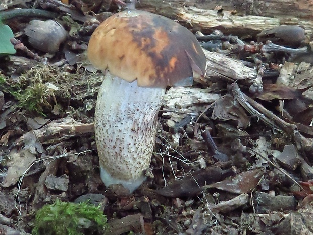 kozák hrabový Leccinum pseudoscabrum (Kallenb.) Šutara