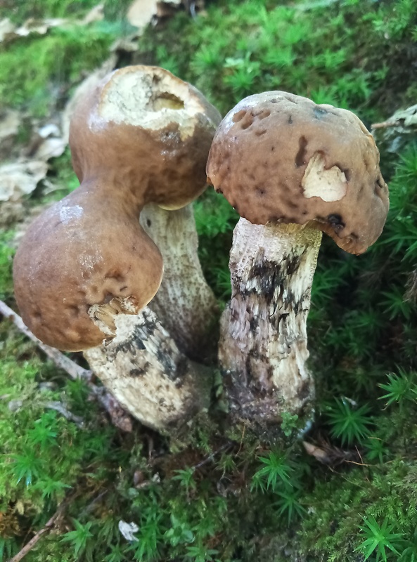 kozák hrabový Leccinum pseudoscabrum (Kallenb.) Šutara