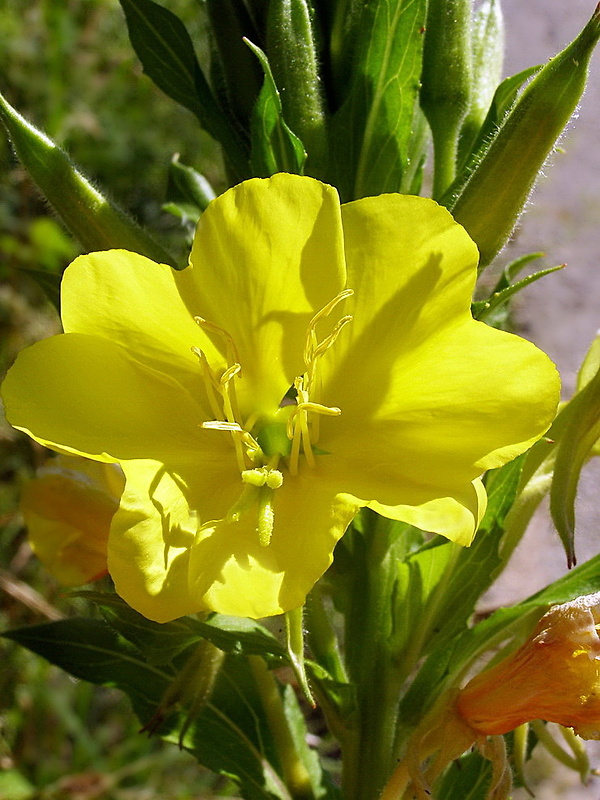 pupalka dvojročná Oenothera biennis L.
