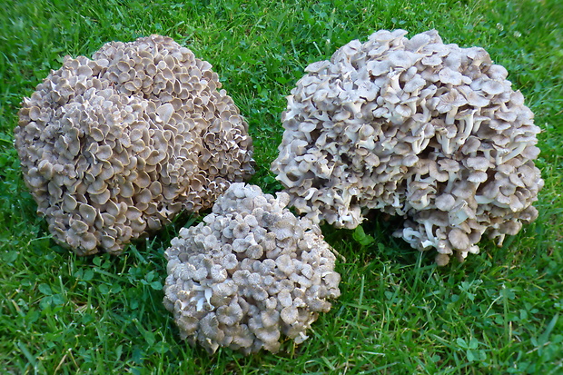 trúdnik klobúčkatý Polyporus umbellatus (Pers.) Fr.