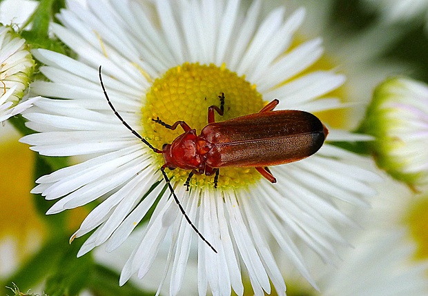 snehulčík žltý Rhagonycha fulva