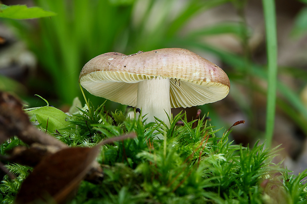 plávka Russula sp.