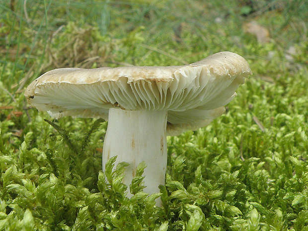 plávka Russula sp.