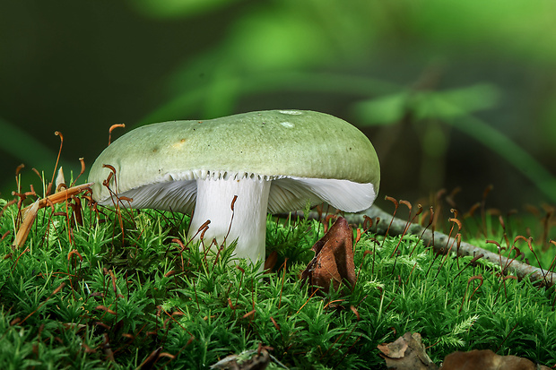 plávka zelenkastá Russula virescens (Schaeff.) Fr.