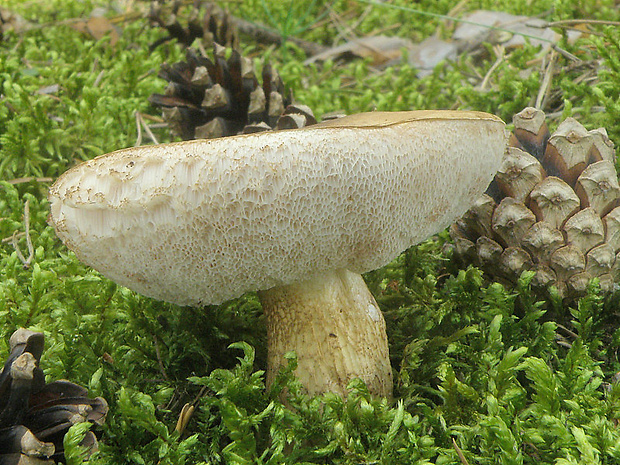 podhríb žlčový Tylopilus felleus (Bull.) P. Karst.