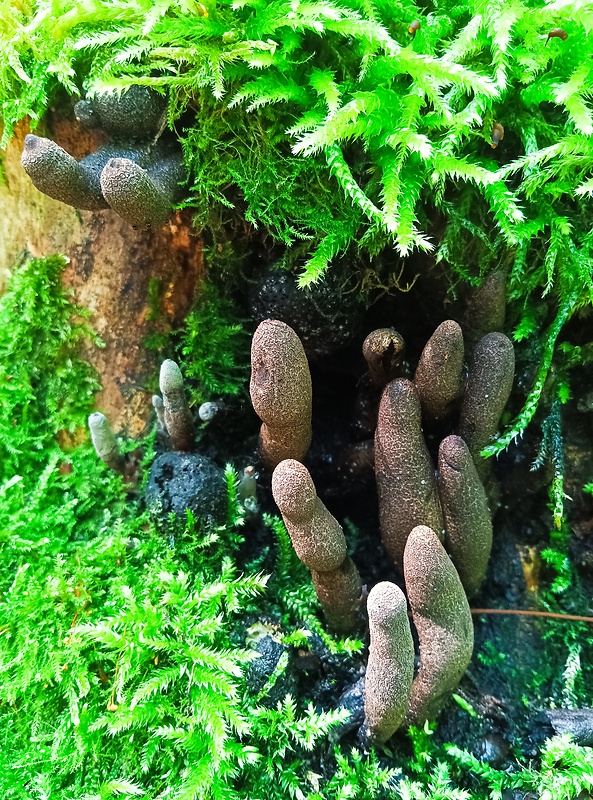 drevnatec Xylaria sp.