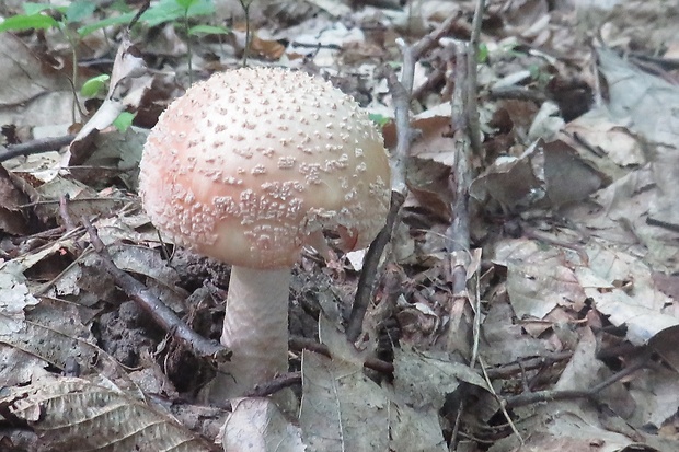 muchotrávka červenkastá Amanita rubescens Pers.