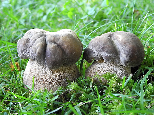 hríb bronzový Boletus aereus Bull. ex Fr.