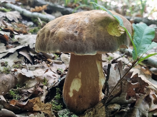 hríb bronzový Boletus aereus Bull. ex Fr.