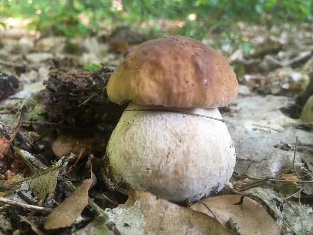 hríb smrekový Boletus edulis Bull.