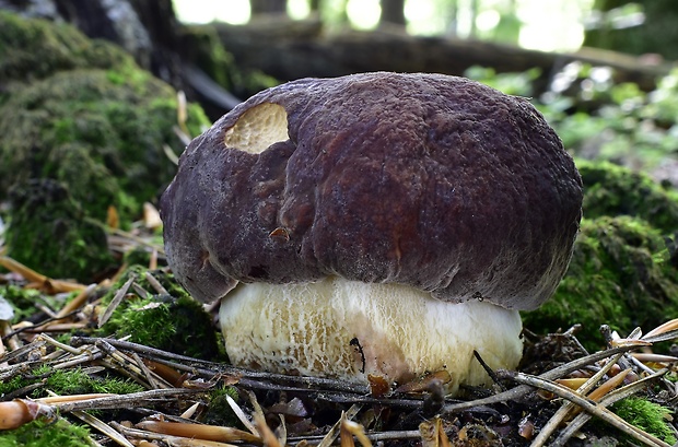 hríb sosnový Boletus pinophilus Pil. et Dermek in Pil.