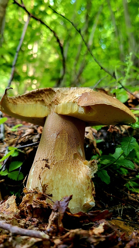 hríb dubový Boletus reticulatus Schaeff.