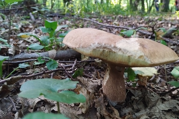 hríb dubový Boletus reticulatus Schaeff.