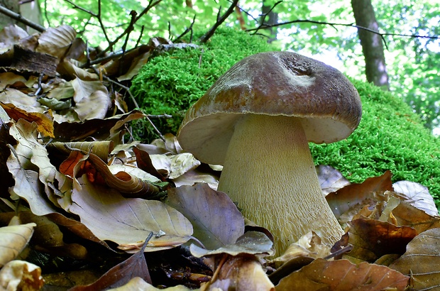 hríb dubový Boletus reticulatus Schaeff.