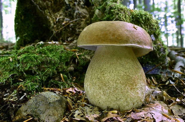 hríb dubový Boletus reticulatus Schaeff.