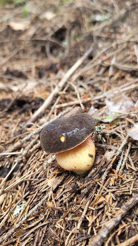 suchohríb plstnatý Boletus subtomentosus L.