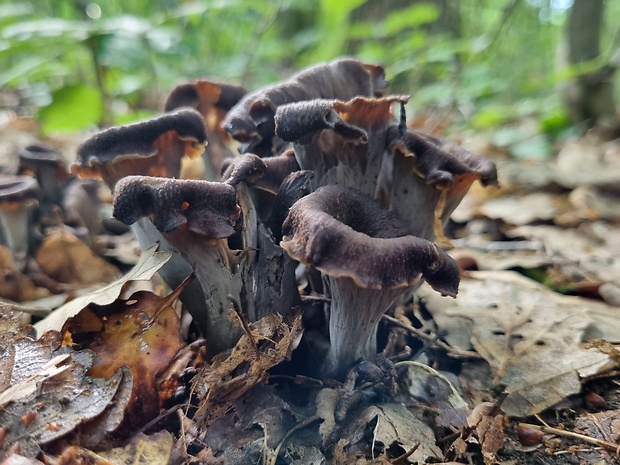 lievik trúbkovitý Craterellus cornucopioides (L.) Pers.