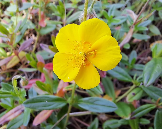 devätorník veľkokvetý Helianthemum grandiflorum (Scop.) DC.