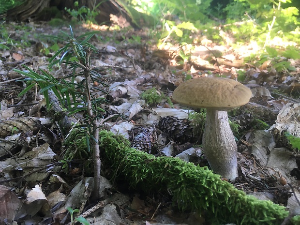 kozák hrabový Leccinum pseudoscabrum (Kallenb.) Šutara