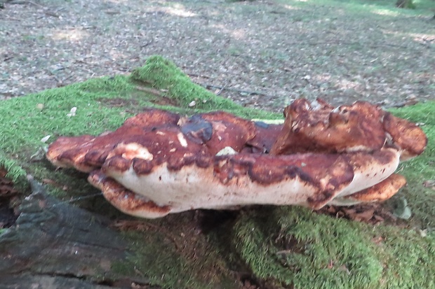 vejárovec obrovský Meripilus giganteus (Pers.) P. Karst.