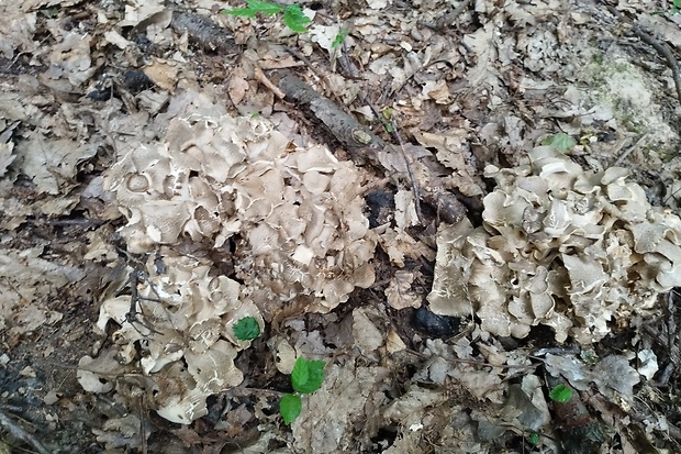 trúdnik klobúčkatý Polyporus umbellatus (Pers.) Fr.