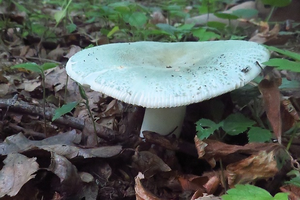 plávka zelenkastá Russula virescens (Schaeff.) Fr.