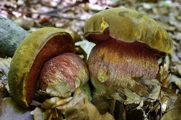 hríb zrnitohlúbikový Sutorius luridiformis (Rostk.) G. Wu & Zhu L. Yang