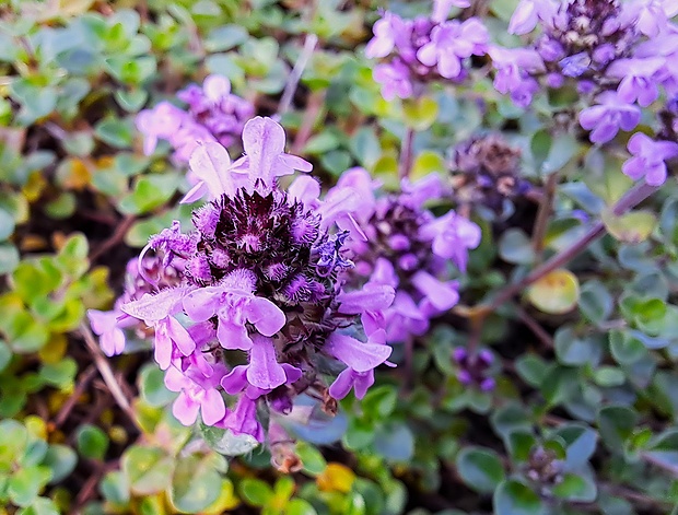 dúška ozdobná karpatská Thymus pulcherrimus subsp. sudeticus (Lyka) P. A. Schmidt