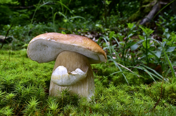 hríb smrekový Boletus edulis Bull.