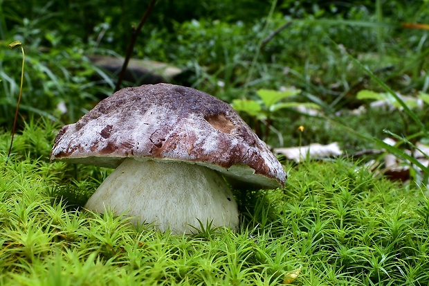 hríb sosnový Boletus pinophilus Pil. et Dermek in Pil.