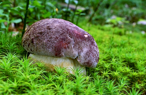 hríb sosnový Boletus pinophilus Pil. et Dermek in Pil.