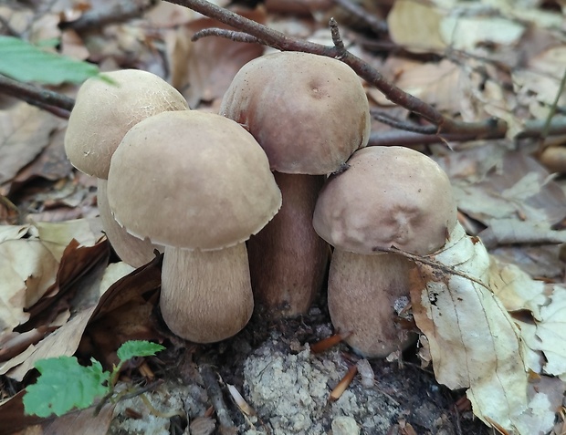 hríb dubový Boletus reticulatus Schaeff.