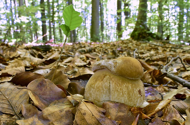 hríb dubový Boletus reticulatus Schaeff.