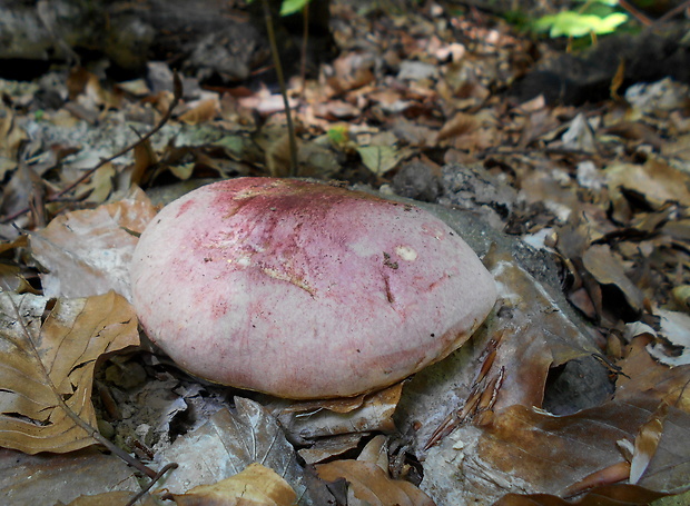 hríb kráľovský Butyriboletus regius (Krombh.) D. Arora & J.L. Frank