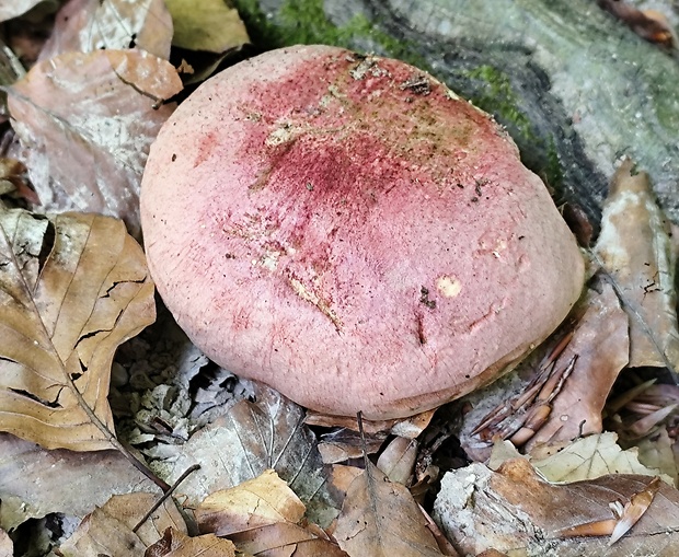 hríb kráľovský Butyriboletus regius (Krombh.) D. Arora & J.L. Frank