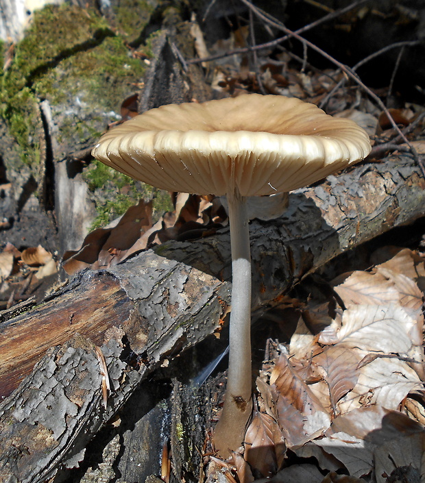 sliznačka koreňujúca Hymenopellis radicata (Relhan) R.H. Petersen