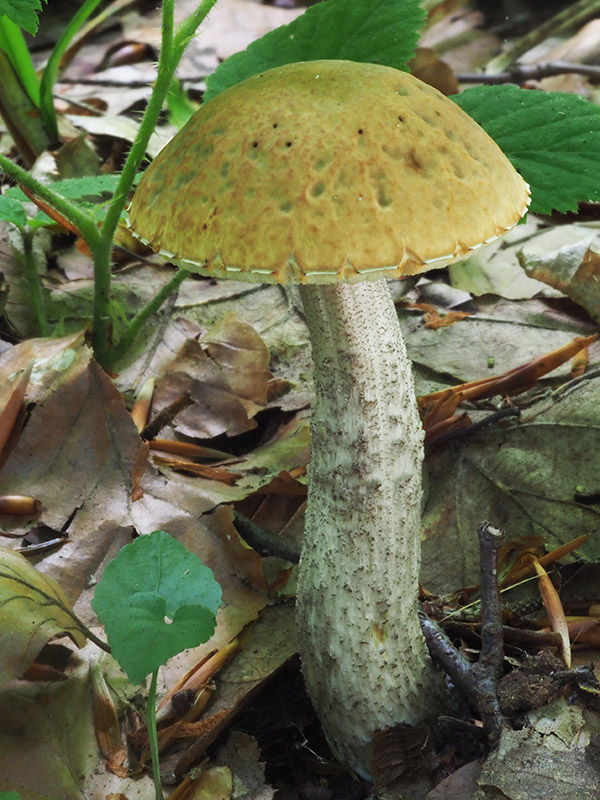 kozák hrabový Leccinum pseudoscabrum (Kallenb.) Šutara