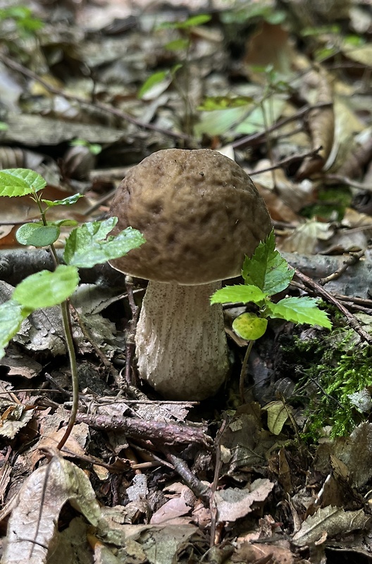 kozák hrabový Leccinum pseudoscabrum (Kallenb.) Šutara