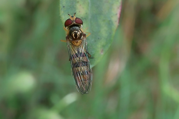 pestrica ♀ Meliscaeva cinctella  (Zetterstedt, 1843)